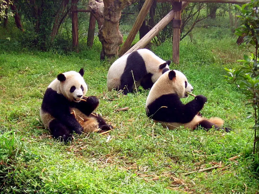 Chengdu Research Base giant panda
