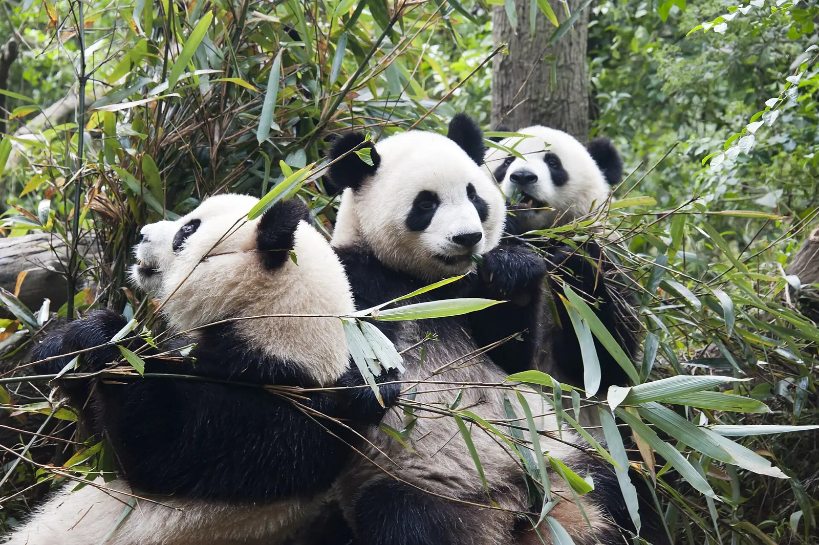 Giant pandas at Chengdu Research Base of Giant Panda Breeding
